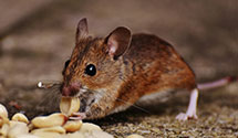 24 Hour & Emergency Exterminators in Unityville, PA